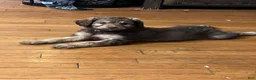Aussiedoodle dogs for sale: Aussiedoodle 3 - Ad 6