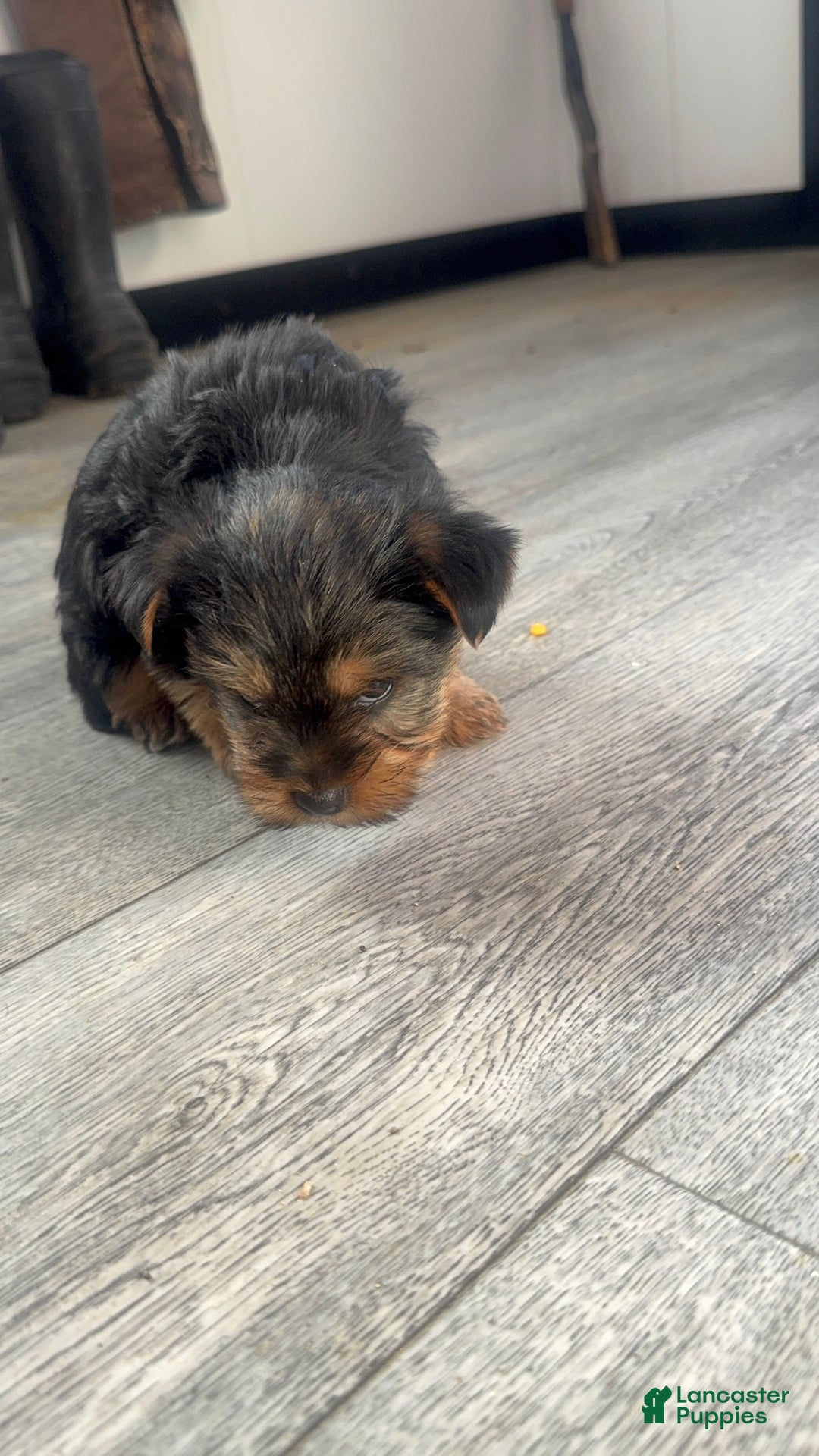 Yorkshire Terrier dogs for sale: Chance - Ad 3