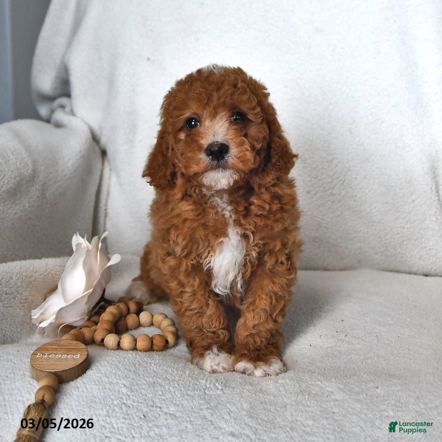 Mini Goldendoodle dogs Jet - Ad 1