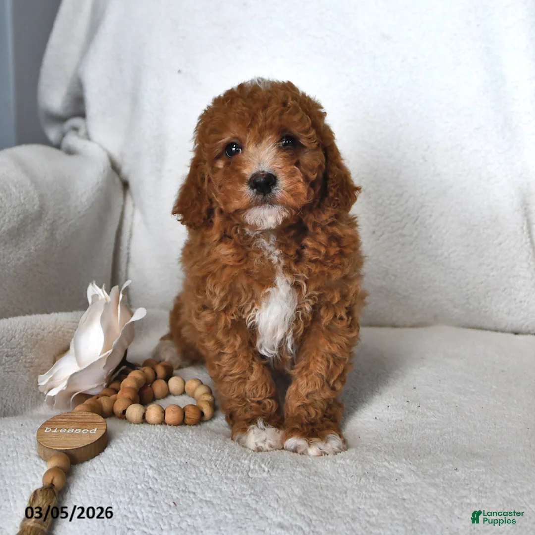 Mini Goldendoodle dogs for sale: Jet - Ad 1