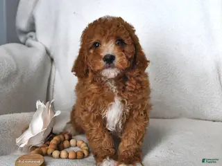 Mini Goldendoodle dogs for sale: Jet - Ad 1