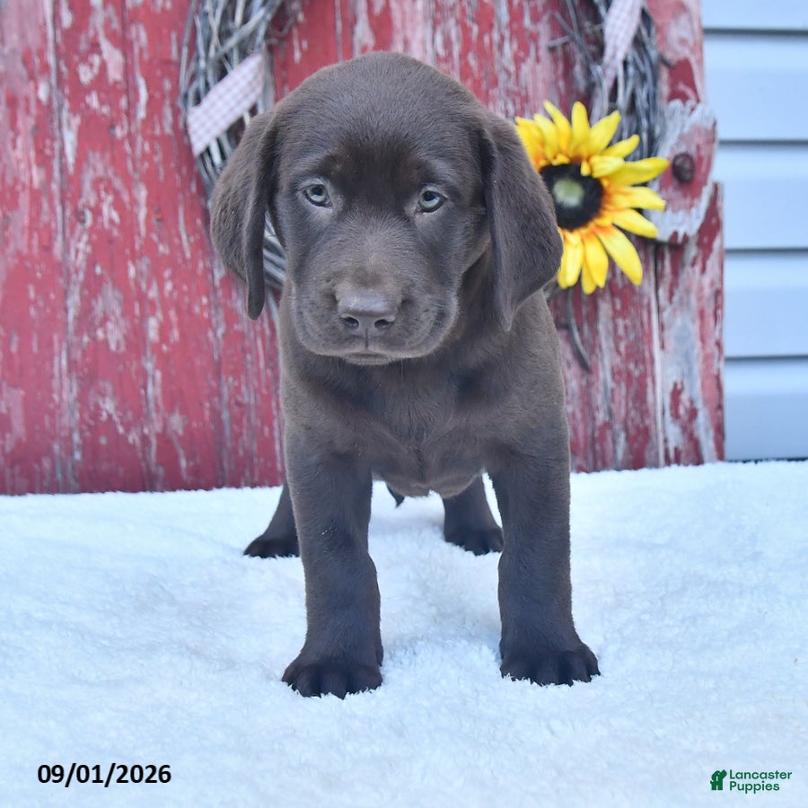 Labrador Retriever dogs Lacey - Ad 2