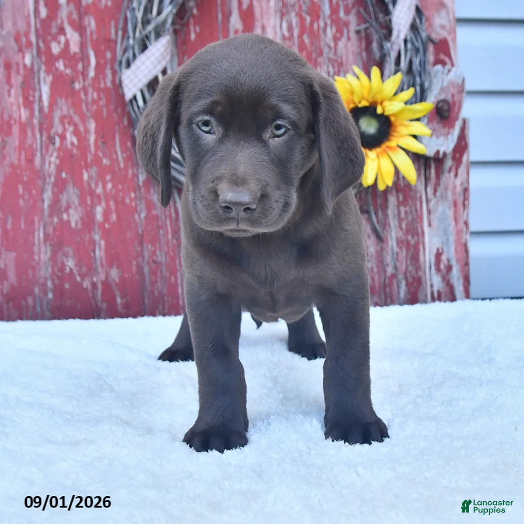 Labrador Retriever dogs for sale: Lacey - Ad 2