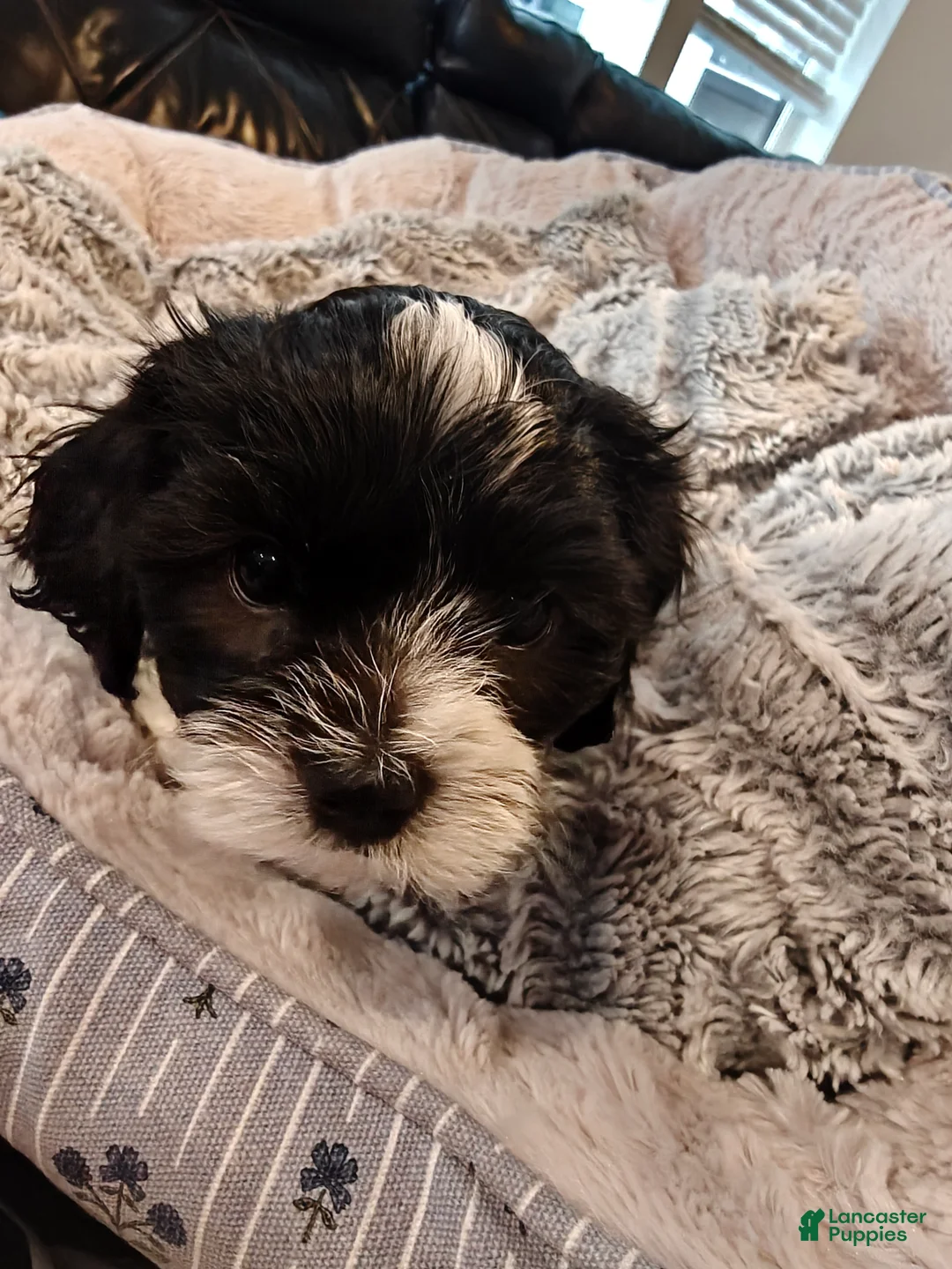 Mixed Breed dogs for sale: Mocha - Ad 2