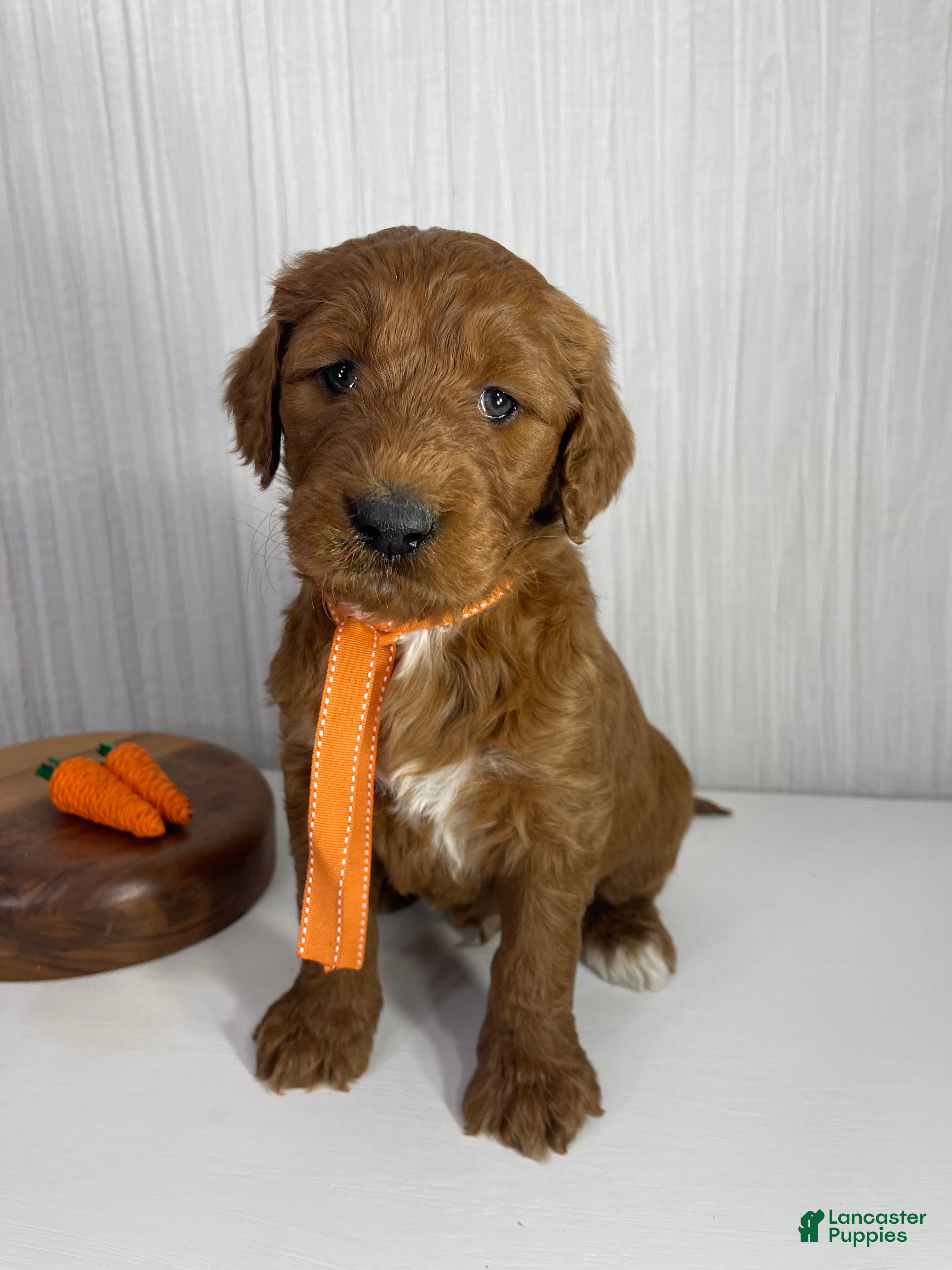 Goldendoodle dogs Cedar - Ad 1