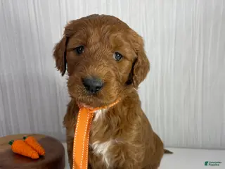 Goldendoodle dogs for sale: Cedar - Ad 2