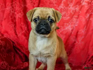 Jug dogs Laurie - Ad 8