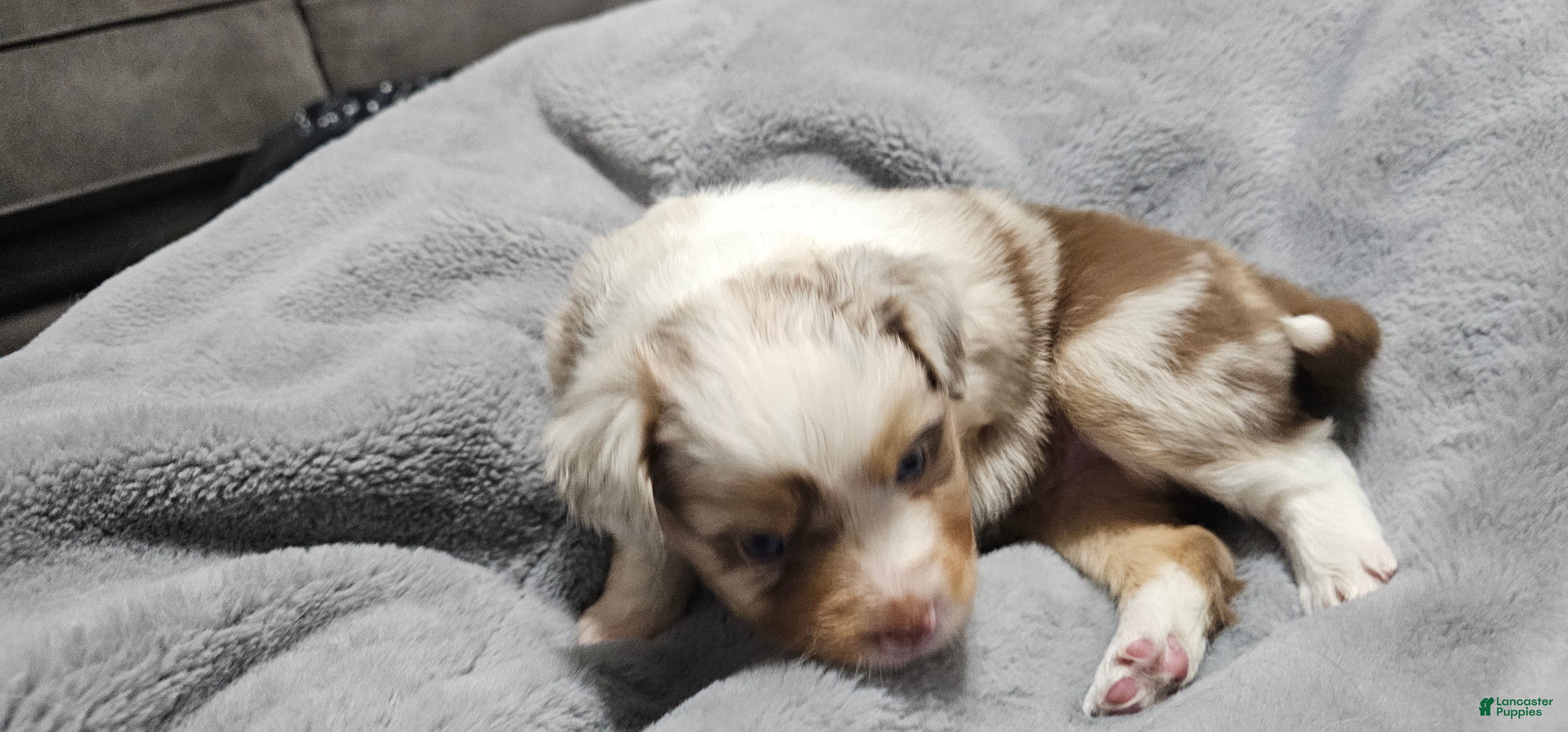 Miniature Australian Shepherd dogs Carrot  - Ad 2