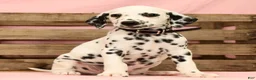 Dalmatian dogs for sale: Gunner - Ad 6
