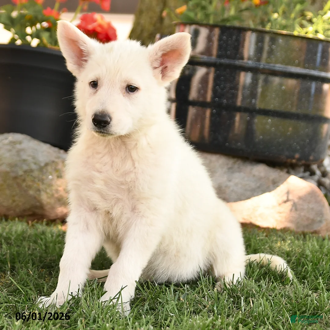 German Shepherd dogs for sale: Sandy - Ad 2