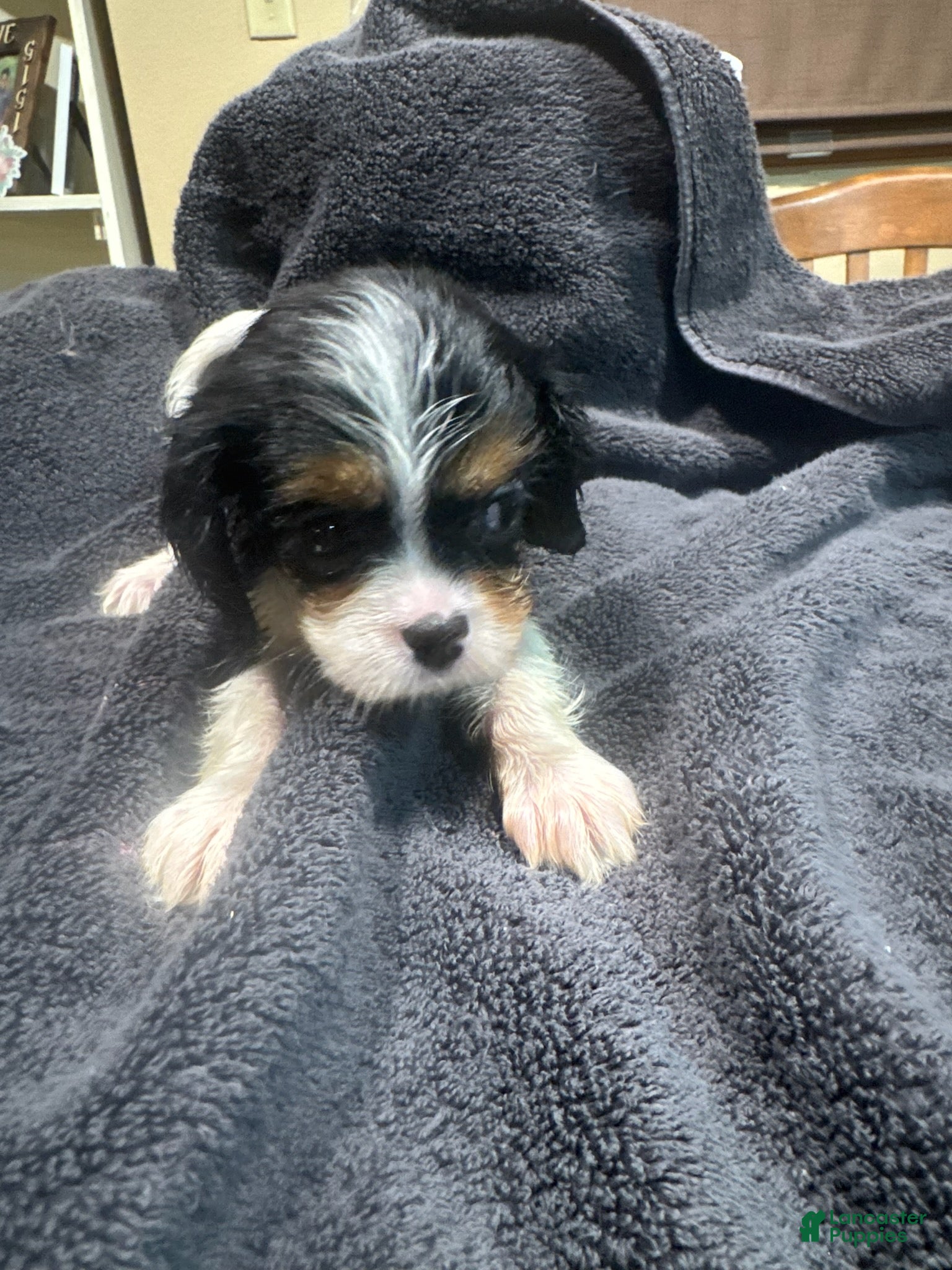 King Charles Spaniel dogs Girl 1 - Ad 1