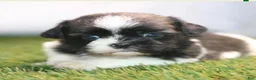 Shih Tzu dogs for sale: Willy - Ad 1