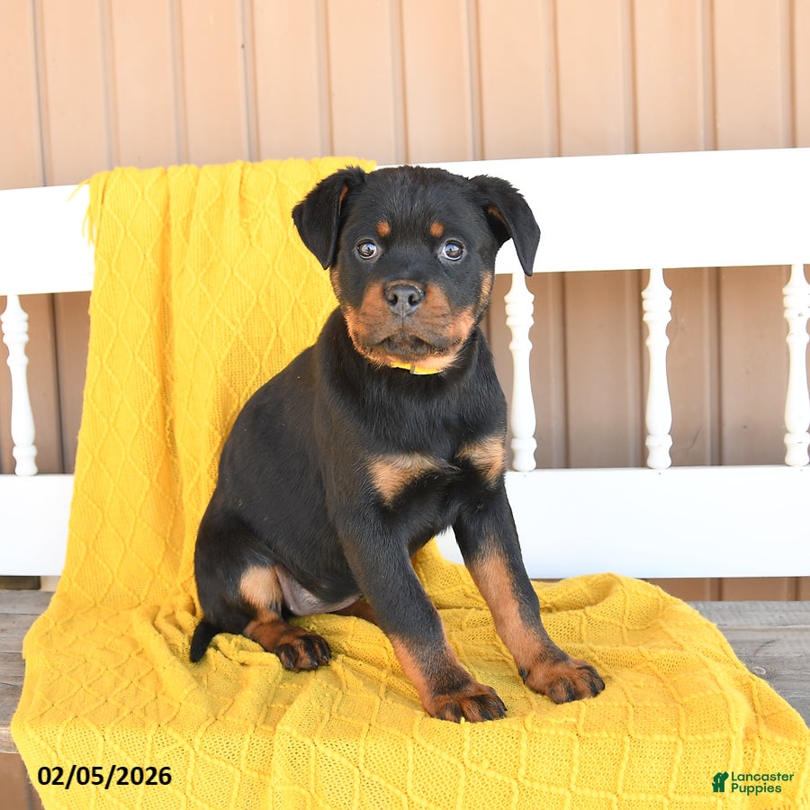 Rottweiler dogs Sadie - Ad 2