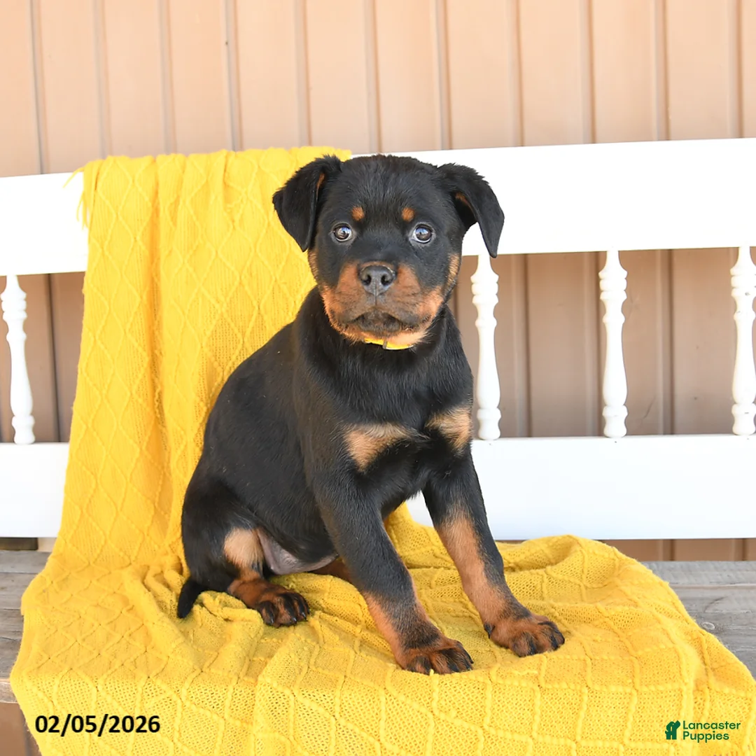 Rottweiler dogs for sale: Sadie - Ad 2