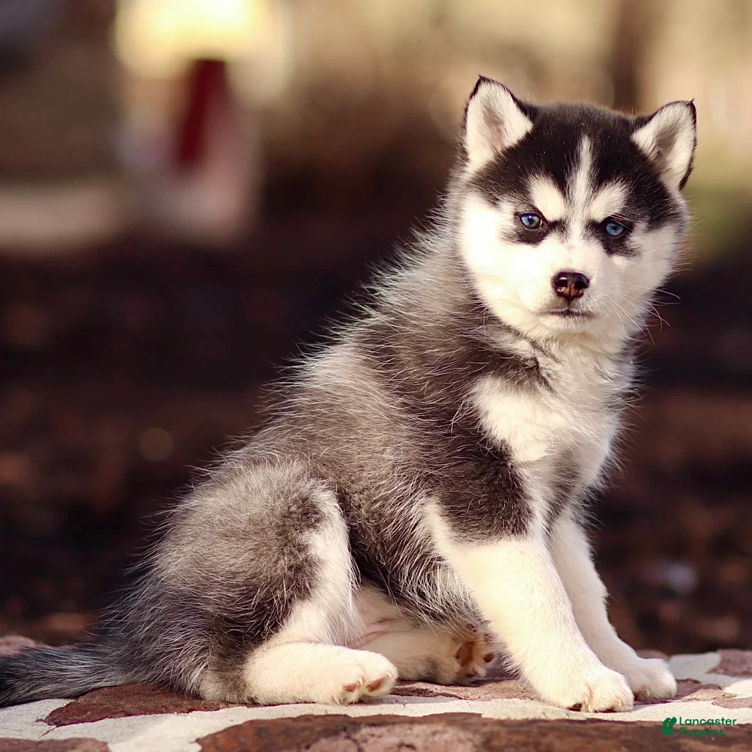 Pomsky dogs for sale: Essie - Ad 3