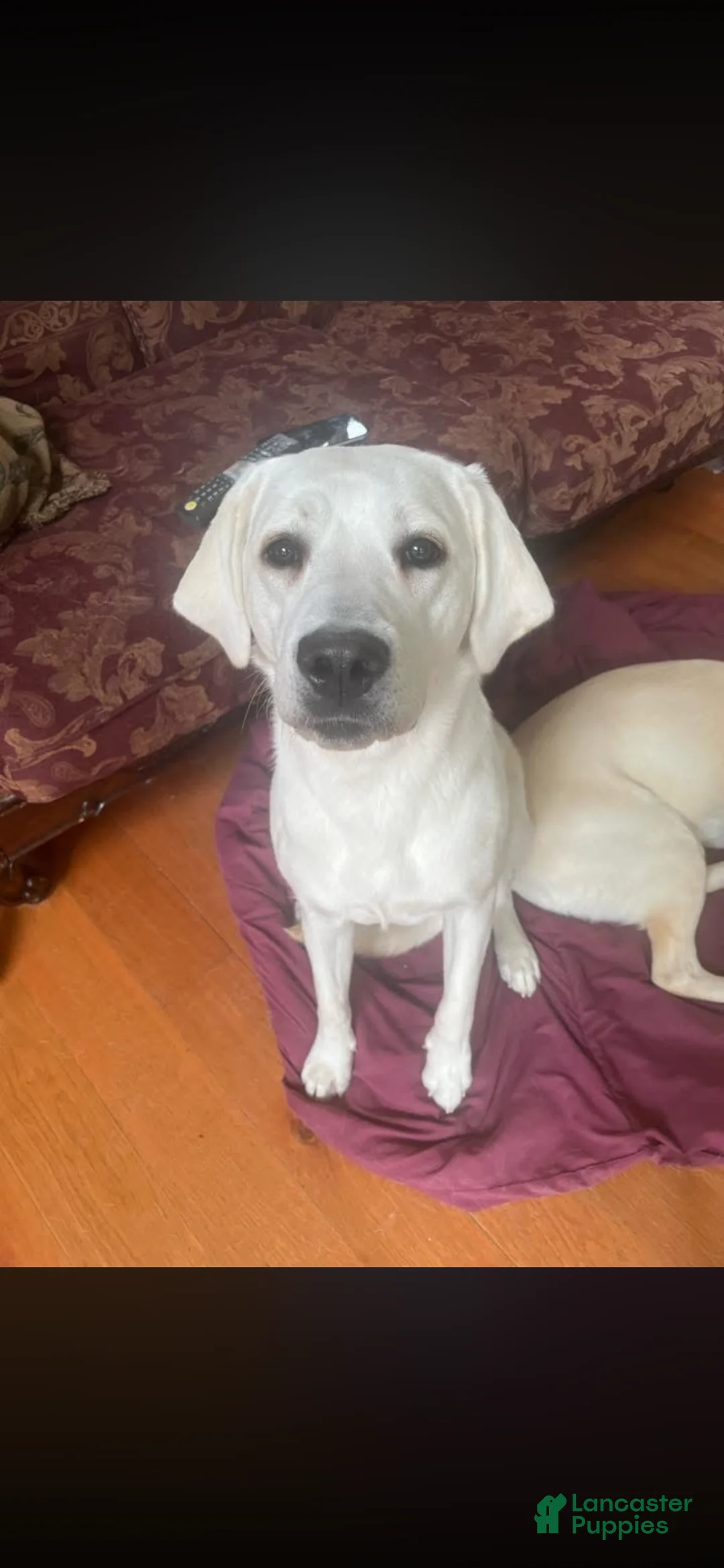 Labrador Retriever dogs for sale: Labrador Retriever Puppy 4 - Ad 2