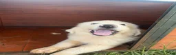 Great Pyrenees dogs for sale: Great Pyrenees 3 - Ad 2