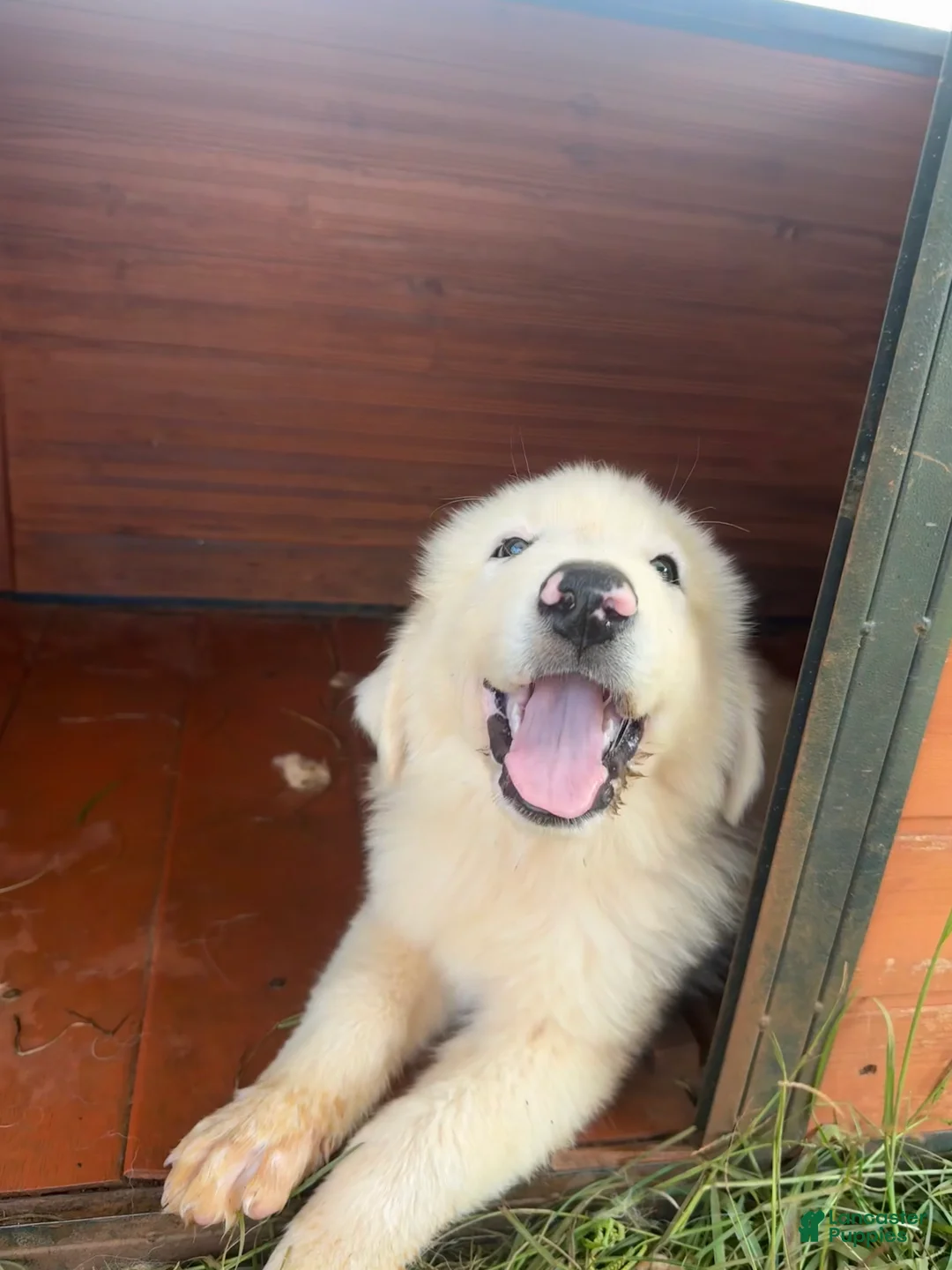 Great Pyrenees dogs for sale: Great Pyrenees 3 - Ad 2