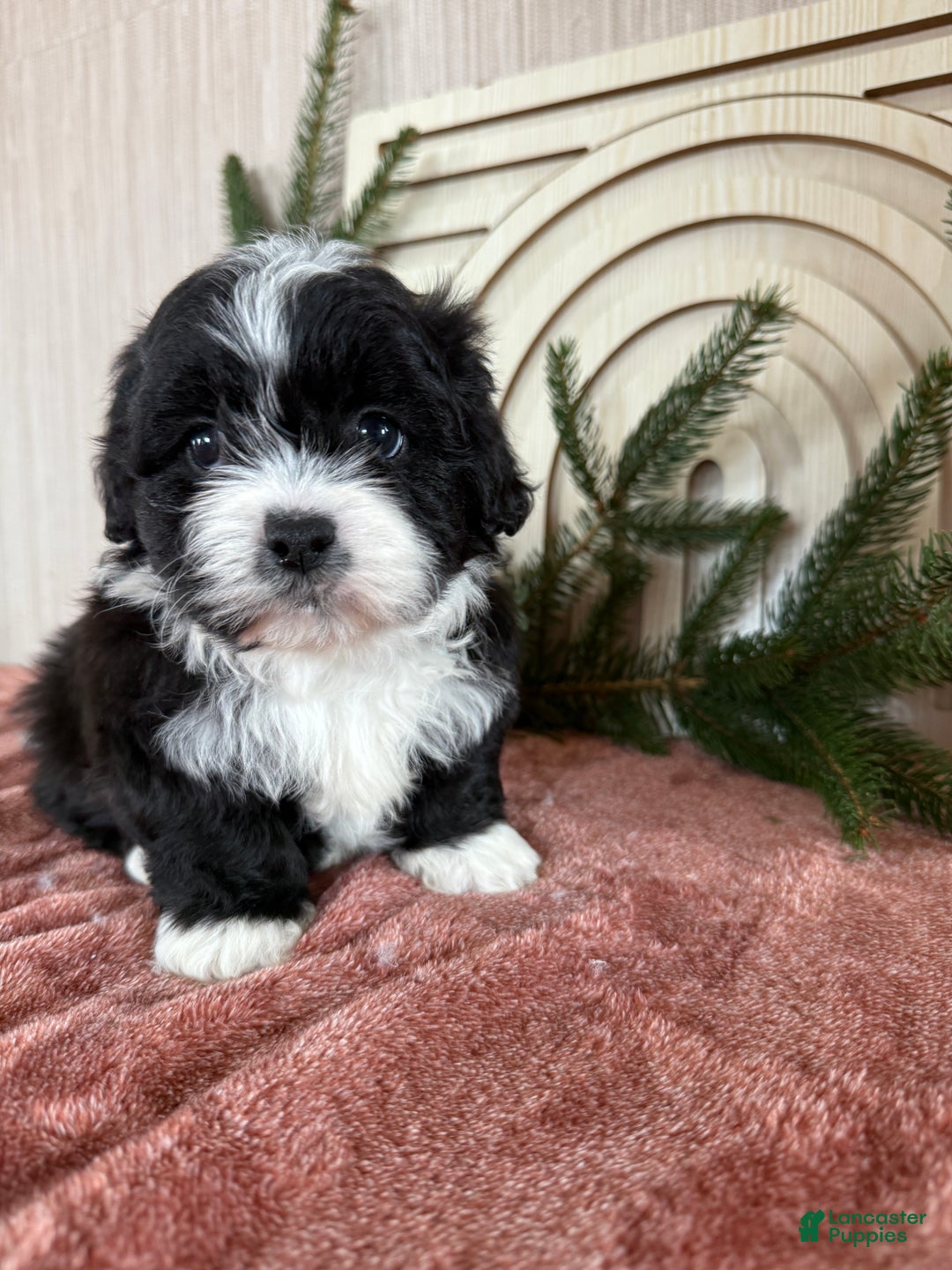 Teddy Bear dogs for sale: Sammy - Ad 10