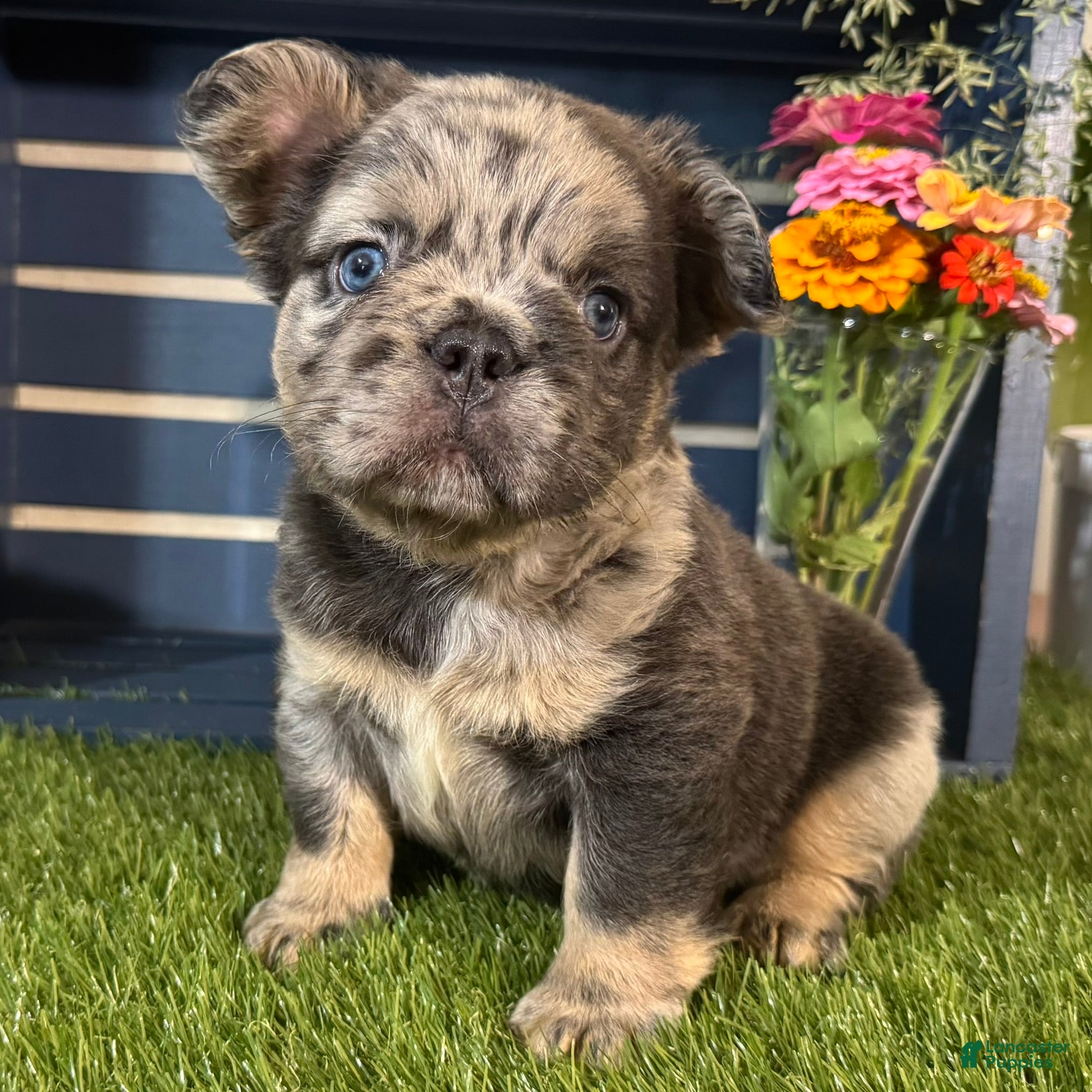 French Bulldog dogs Girlie - Ad 2