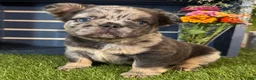 French Bulldog dogs for sale: Girlie - Ad 2