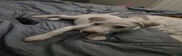 Mixed Breed dogs for sale: Peanut - Ad 2