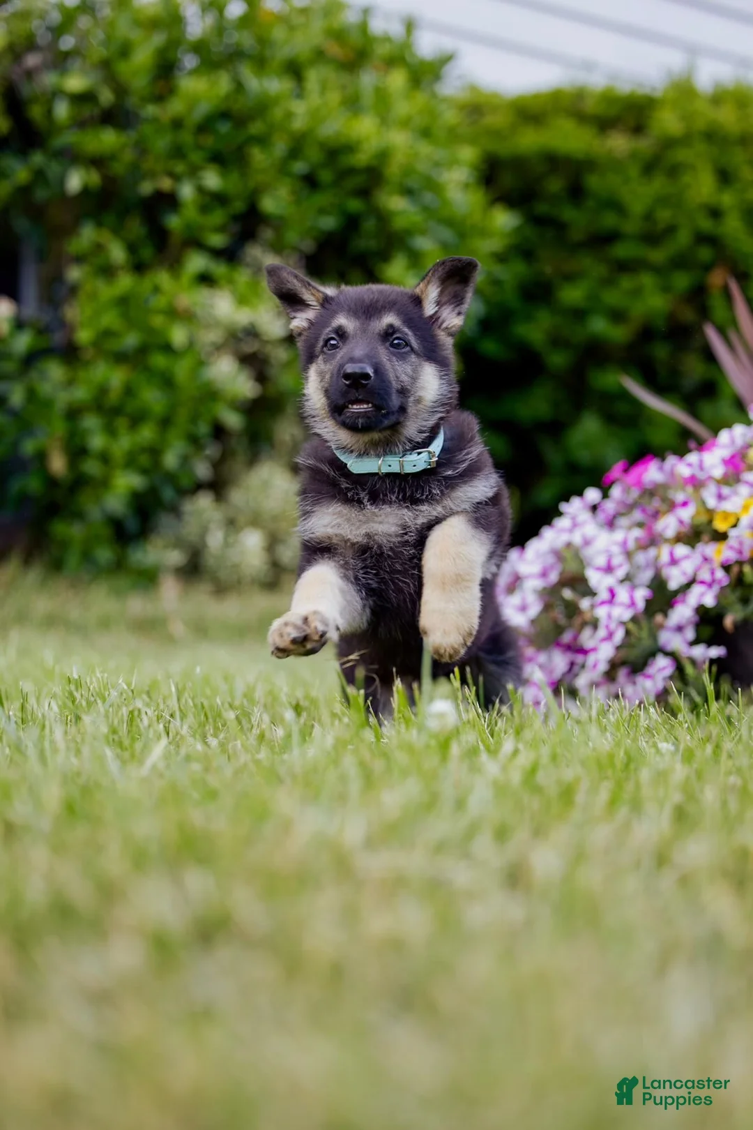 German Shepherd dogs for sale: Roxy - Ad 2