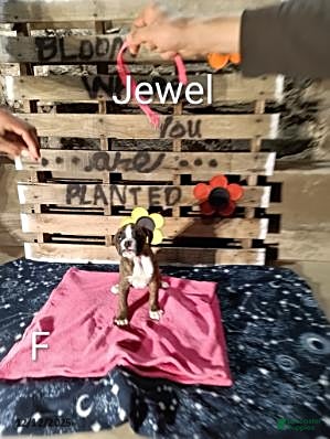 Boxer dogs Jewel - Ad 33