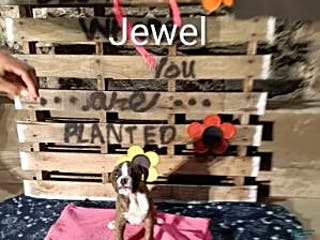 Boxer dogs Jewel - Ad 39