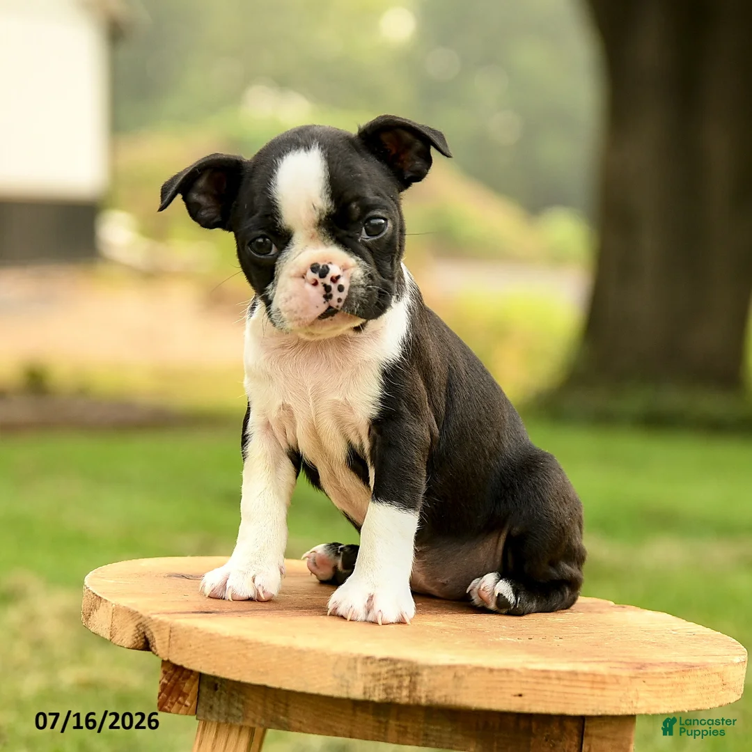 Boston Terrier dogs for sale: Brianna - Ad 1