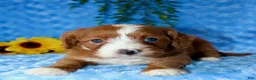 Cavapoo dogs for sale: Cavapoo 1 - Ad 3