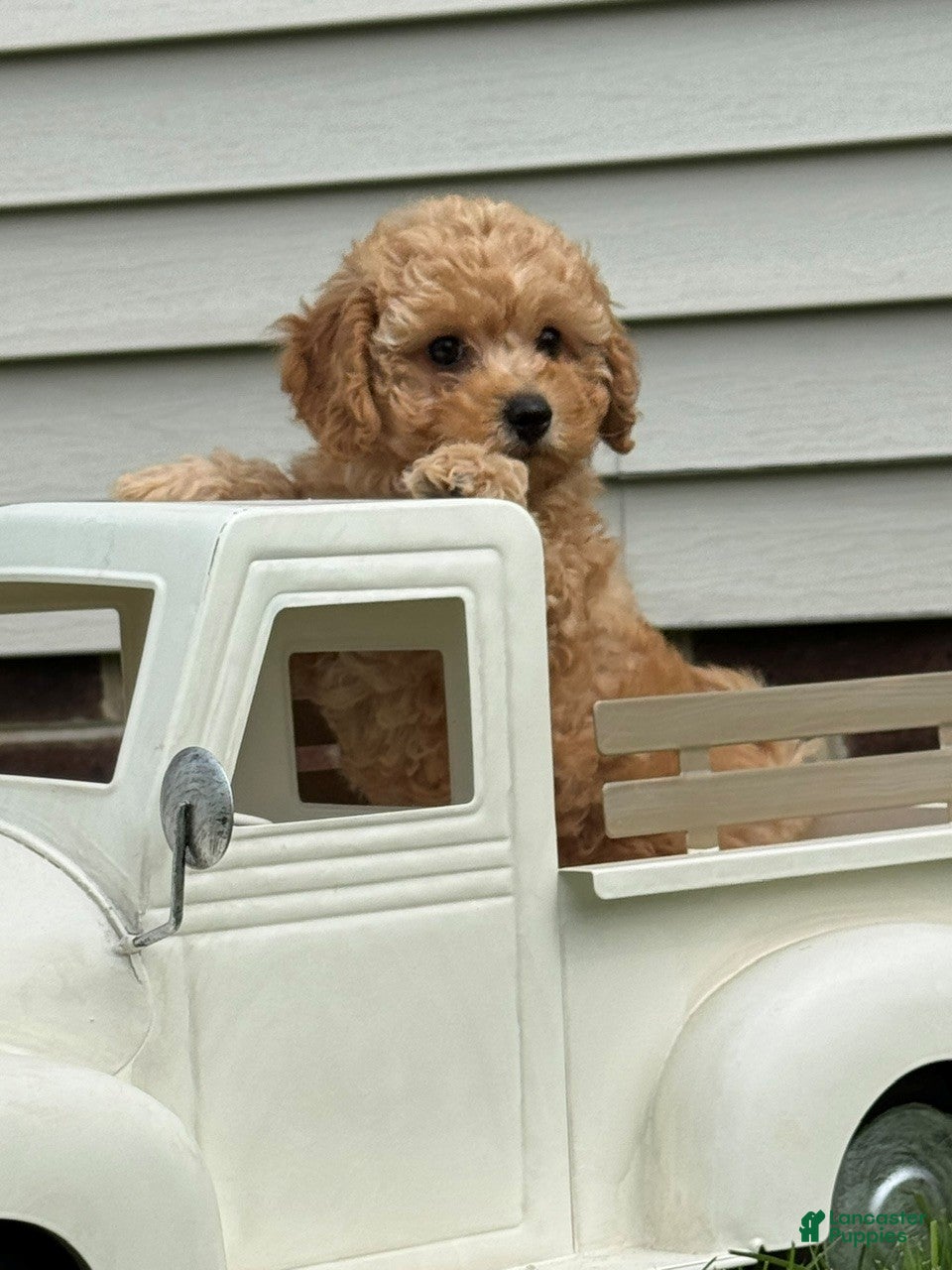 Miniature Labradoodle dogs Dolly - Ad 2