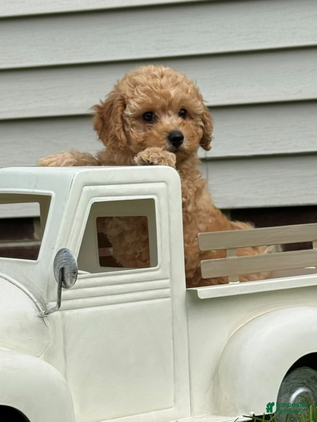 Miniature Labradoodle dogs for sale: Dolly - Ad 2