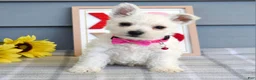 West Highland Terrier dogs for sale: Brianna - Ad 1