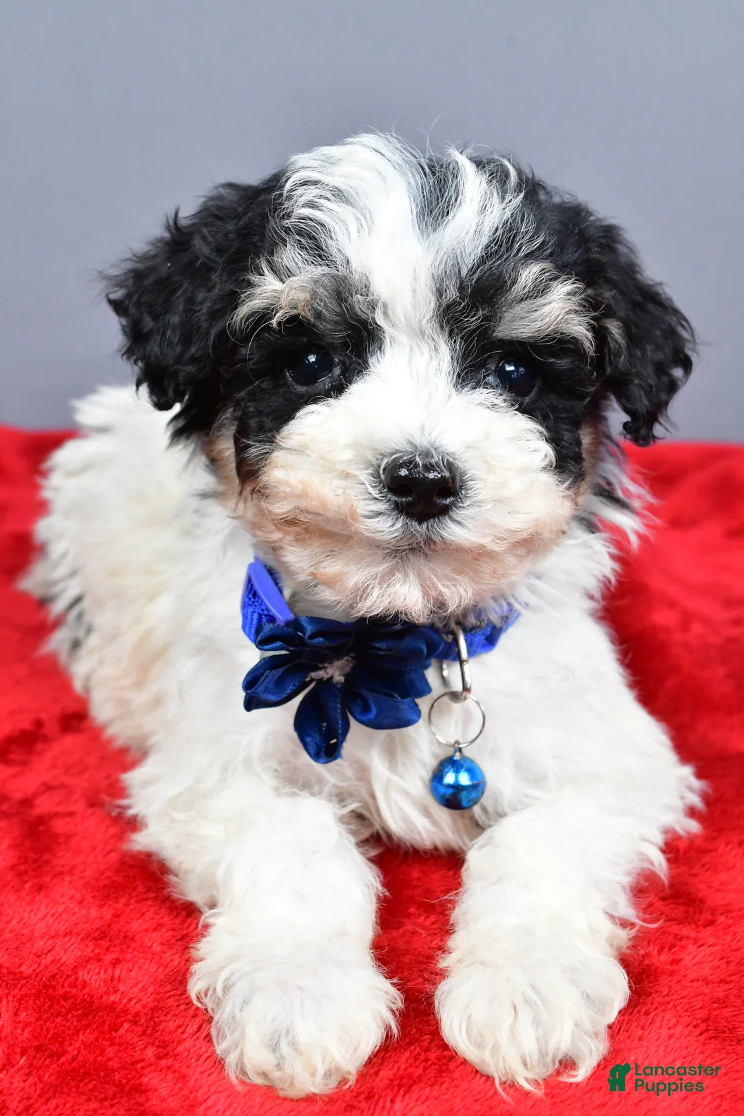 Miniature Poodle dogs for sale: Zeta - Ad 2