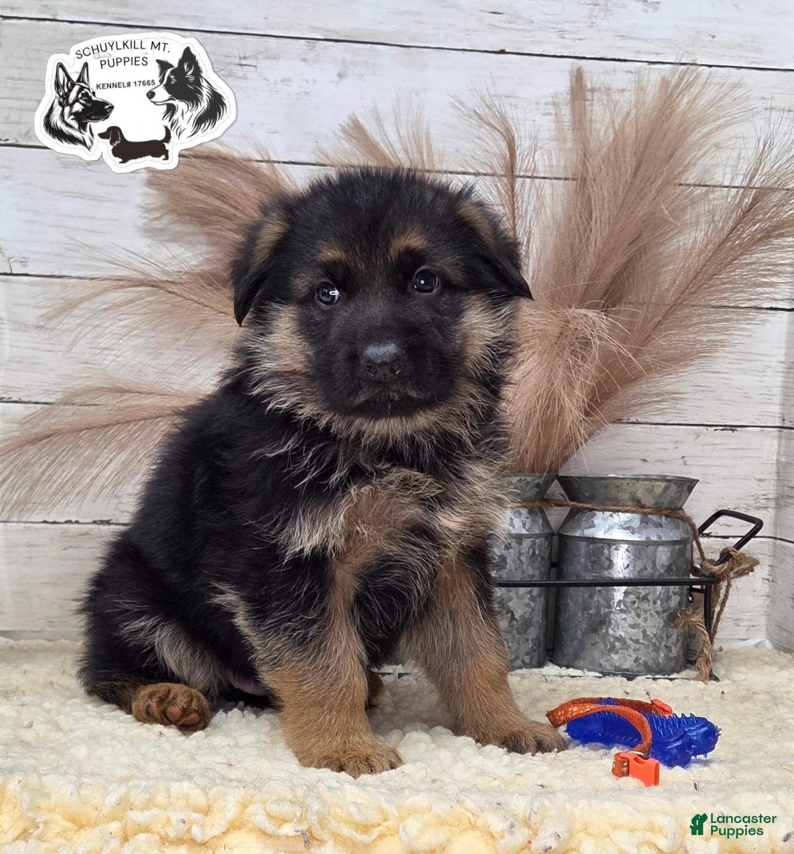 German Shepherd dogs Rubble - Ad 25