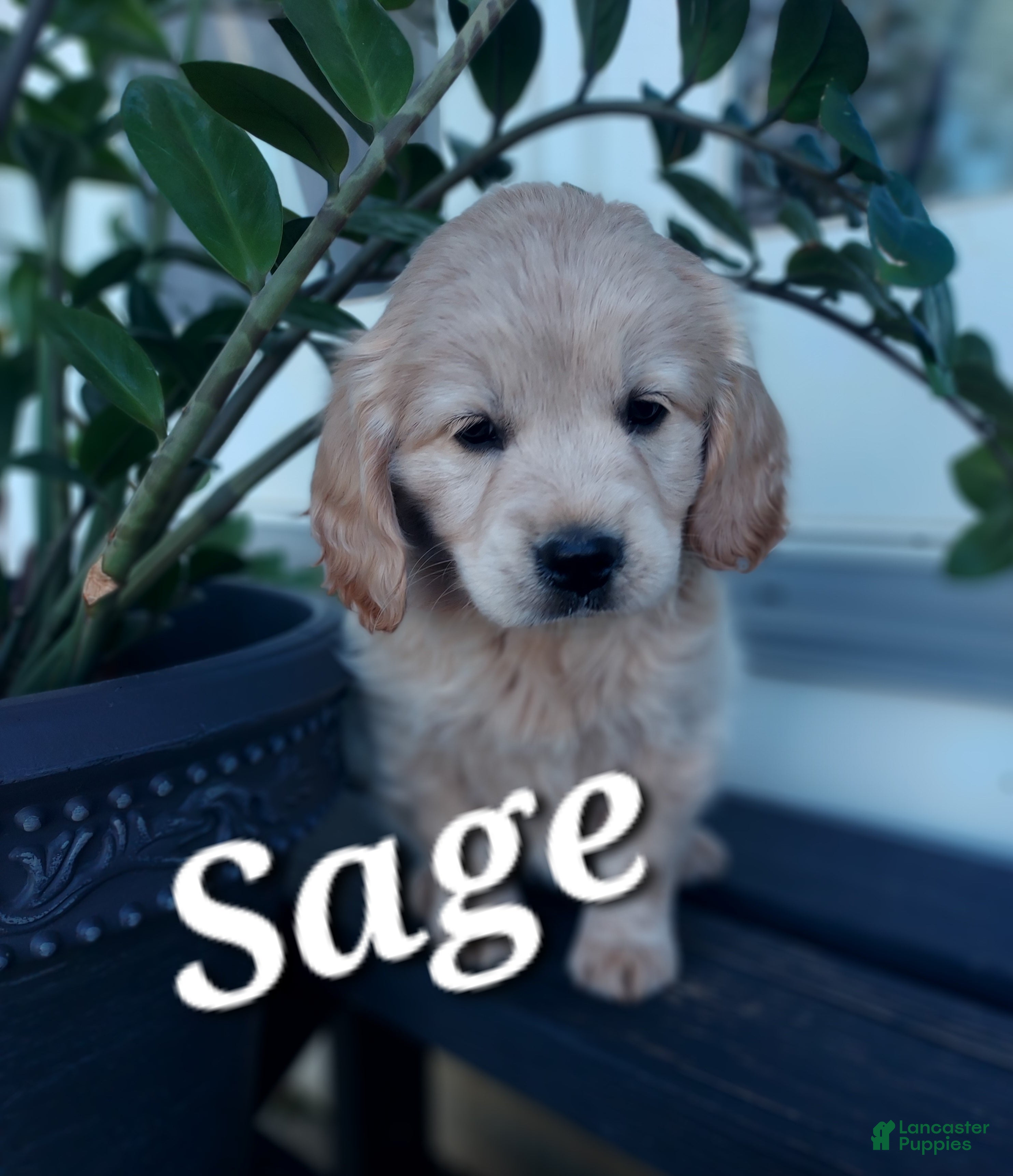 Mixed Breed dogs Sage - Ad 38
