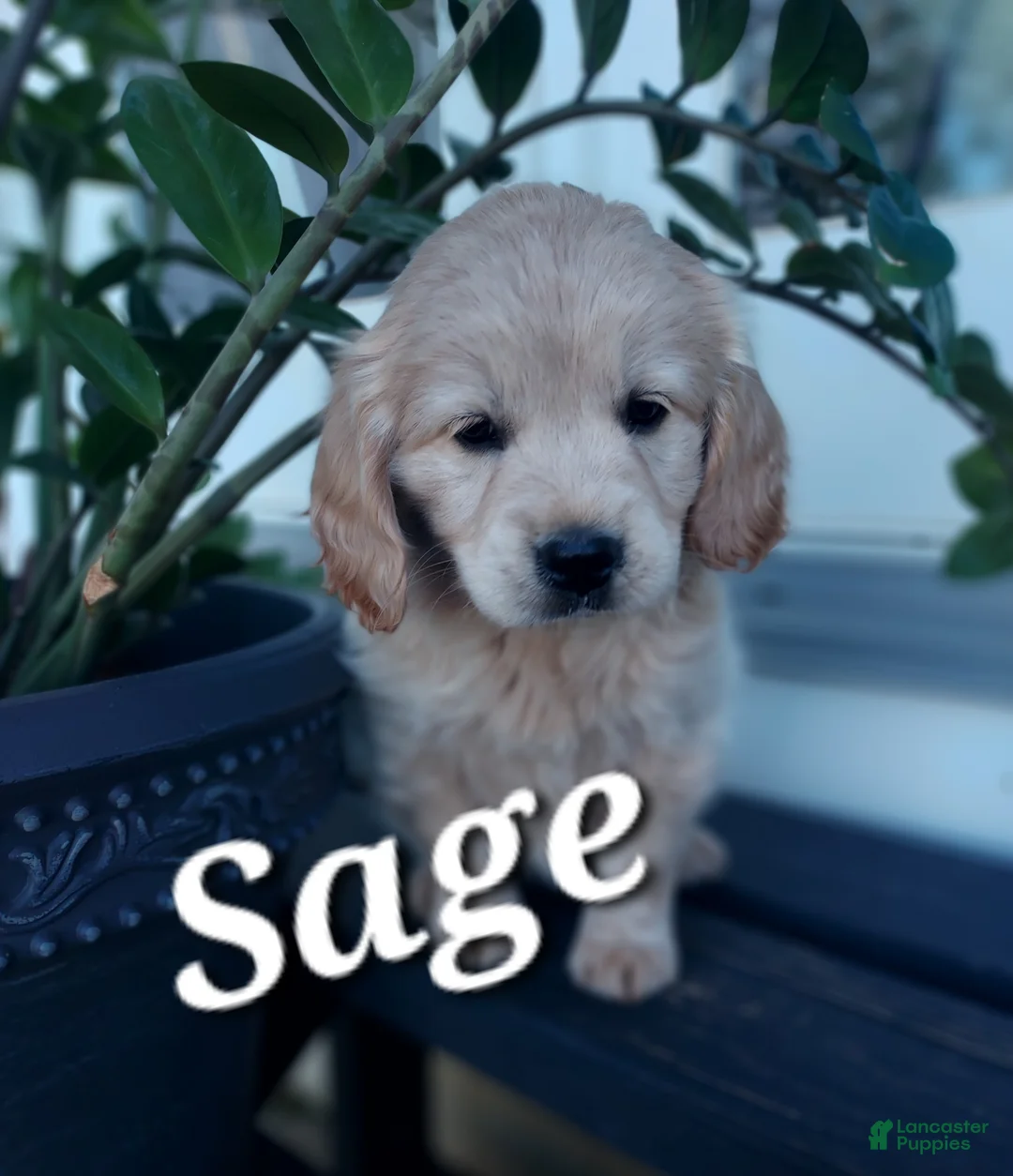 Mixed Breed dogs for sale: Sage - Ad 1