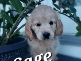Mixed Breed dogs Sage - Ad 38