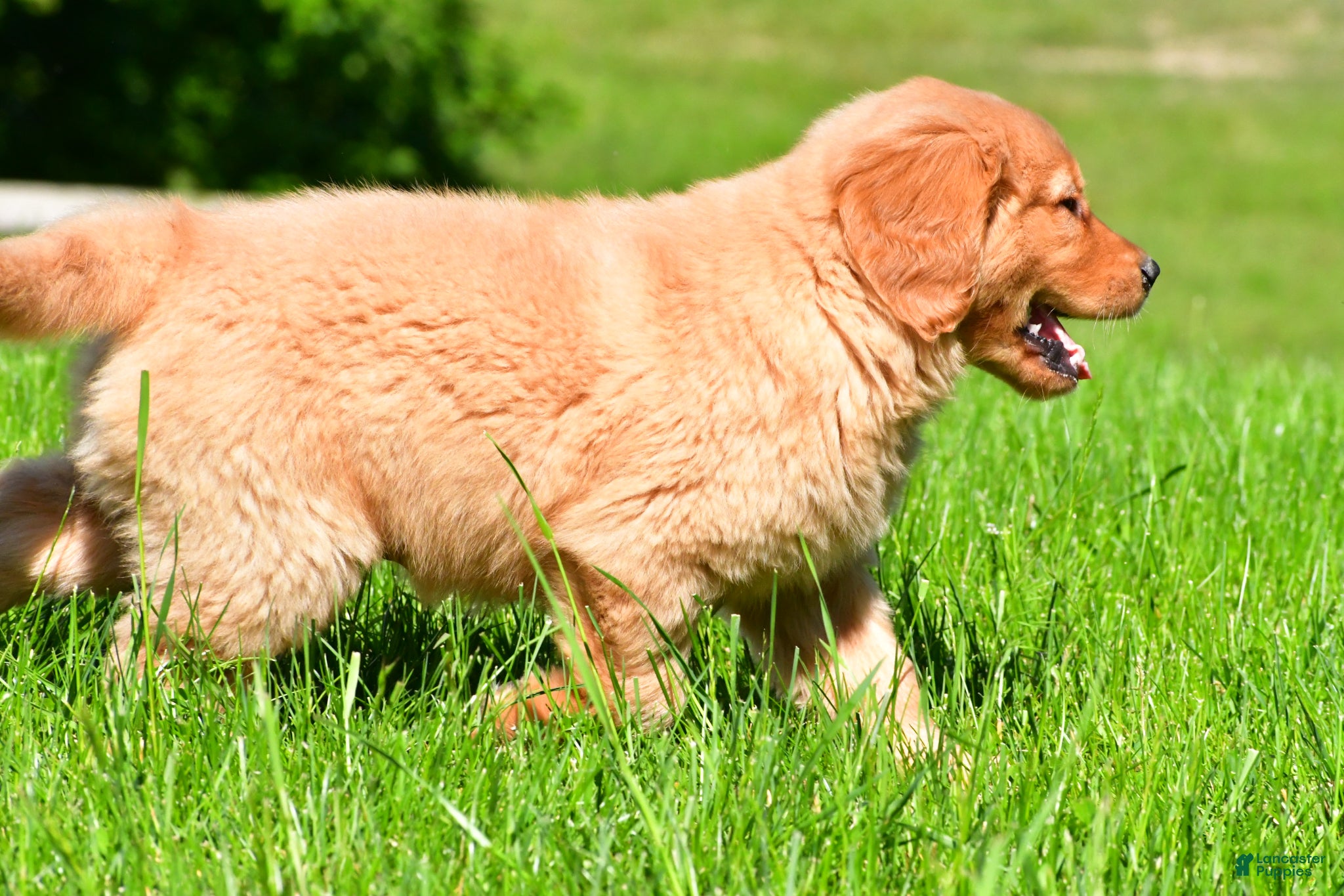 Golden Retriever dogs Turbo - Ad 2