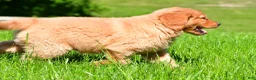 Golden Retriever dogs for sale: Turbo - Ad 2