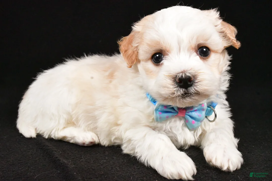 Havanese dogs for sale: Duke - Ad 3