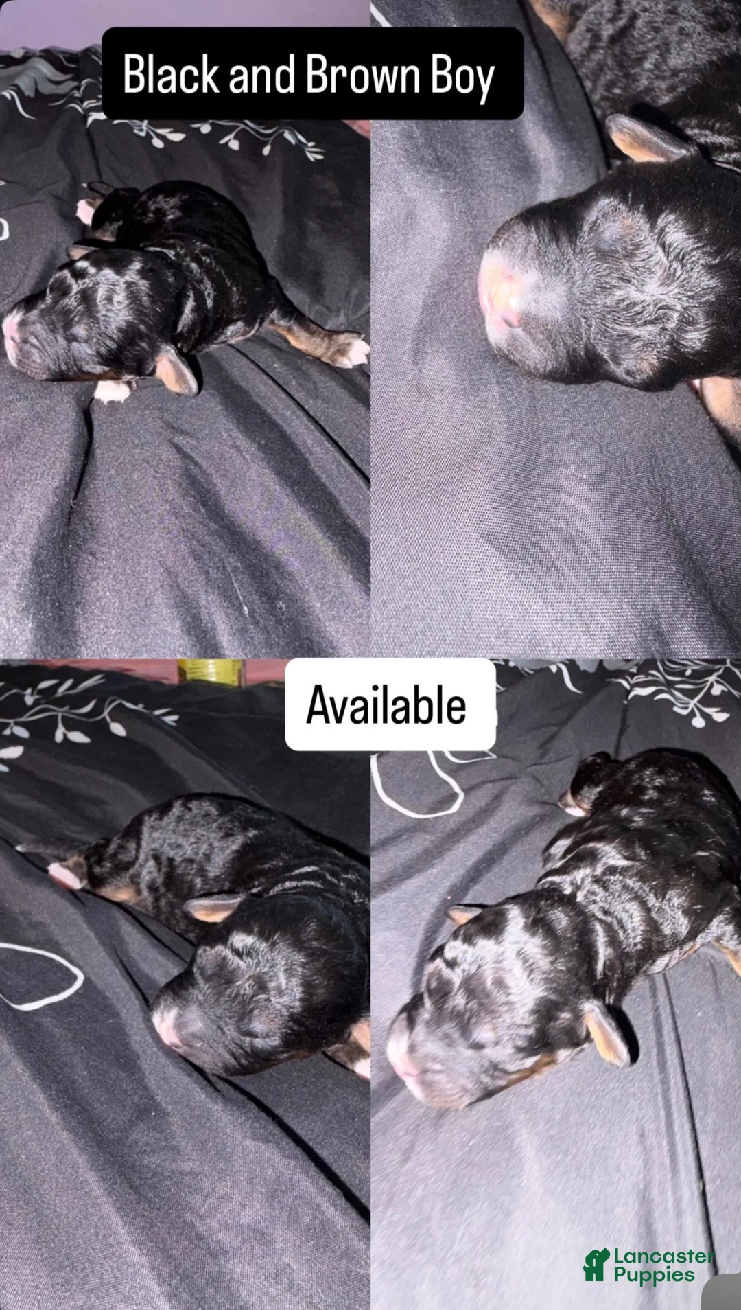 Mini Goldendoodle dogs for sale: Mini Goldendoodle Puppy 1 - Ad 1