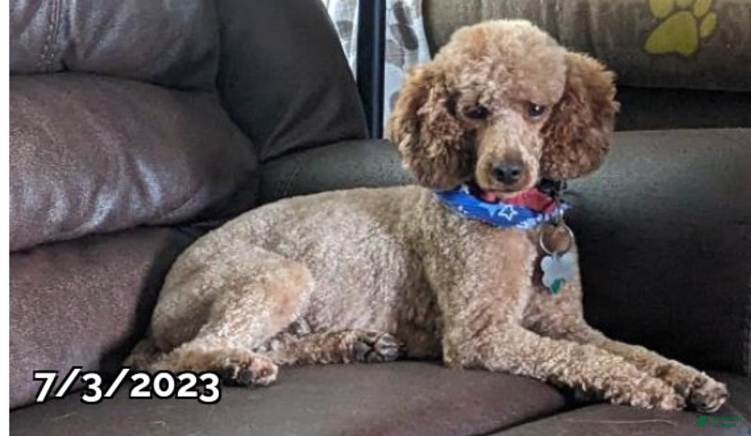Cockapoo dogs for sale: Axel - Ad 7