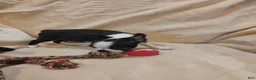 Boston Terrier dogs for sale: Boston Terrier 3 - Ad 5