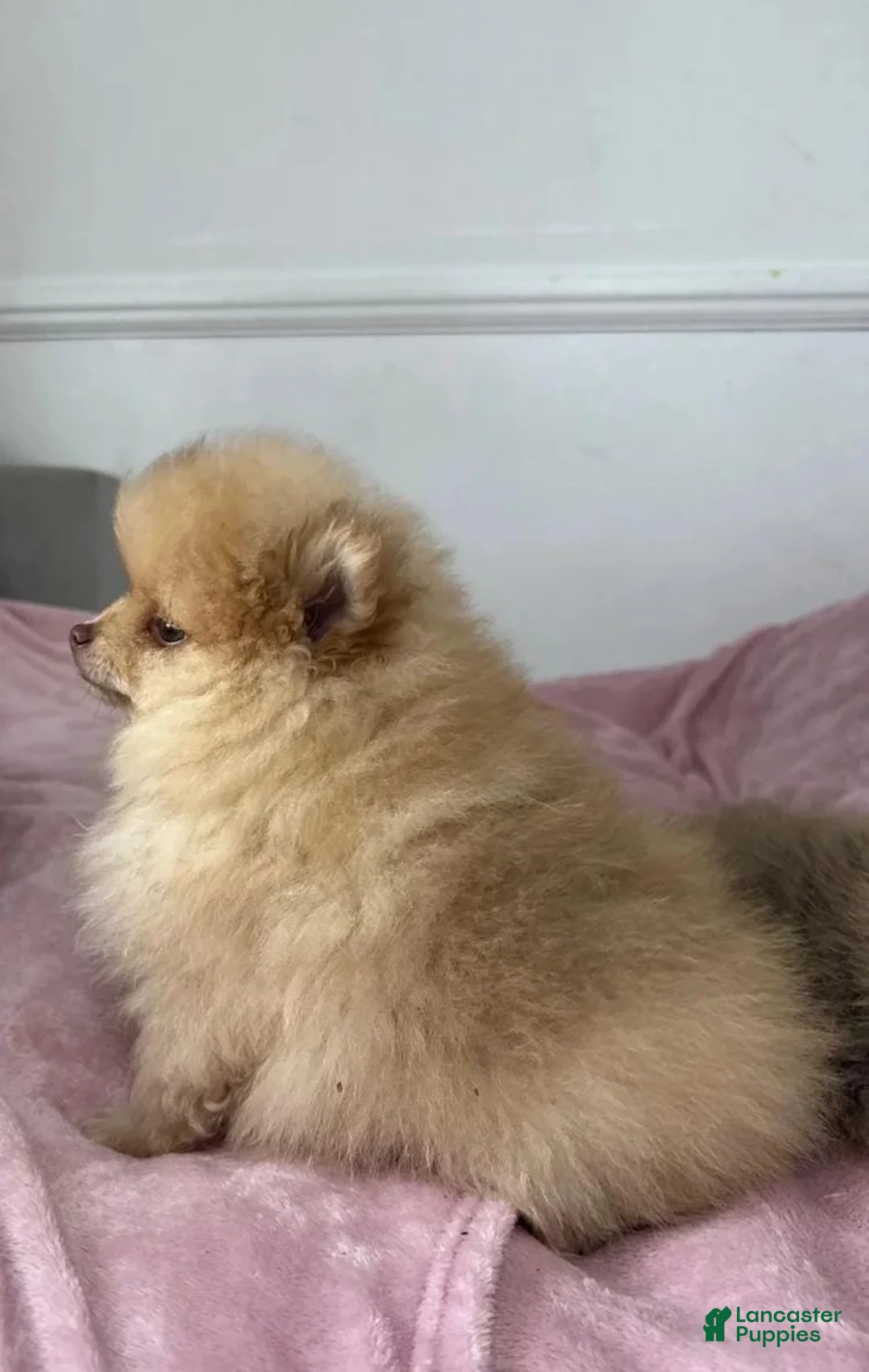 Pomeranian dogs for sale: Maya - Ad 28