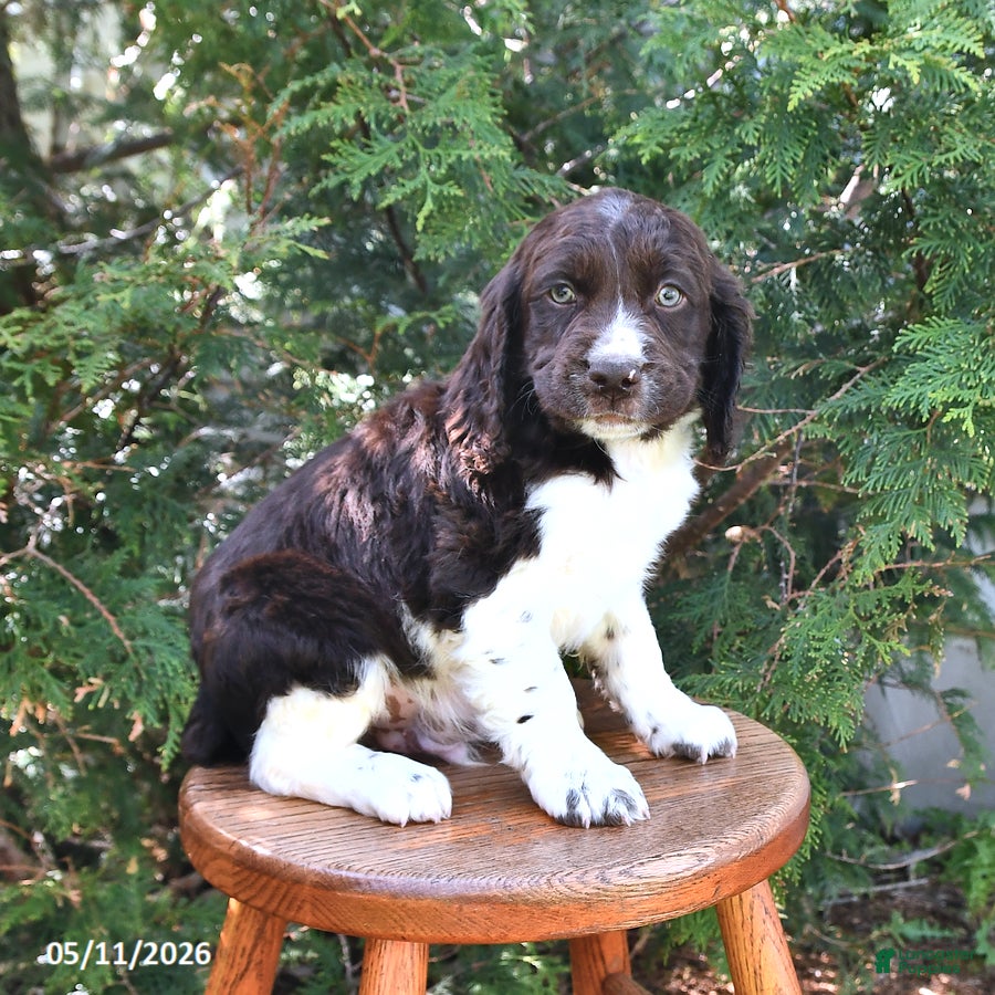 English Springer Spaniel dogs Elliot - Ad 2
