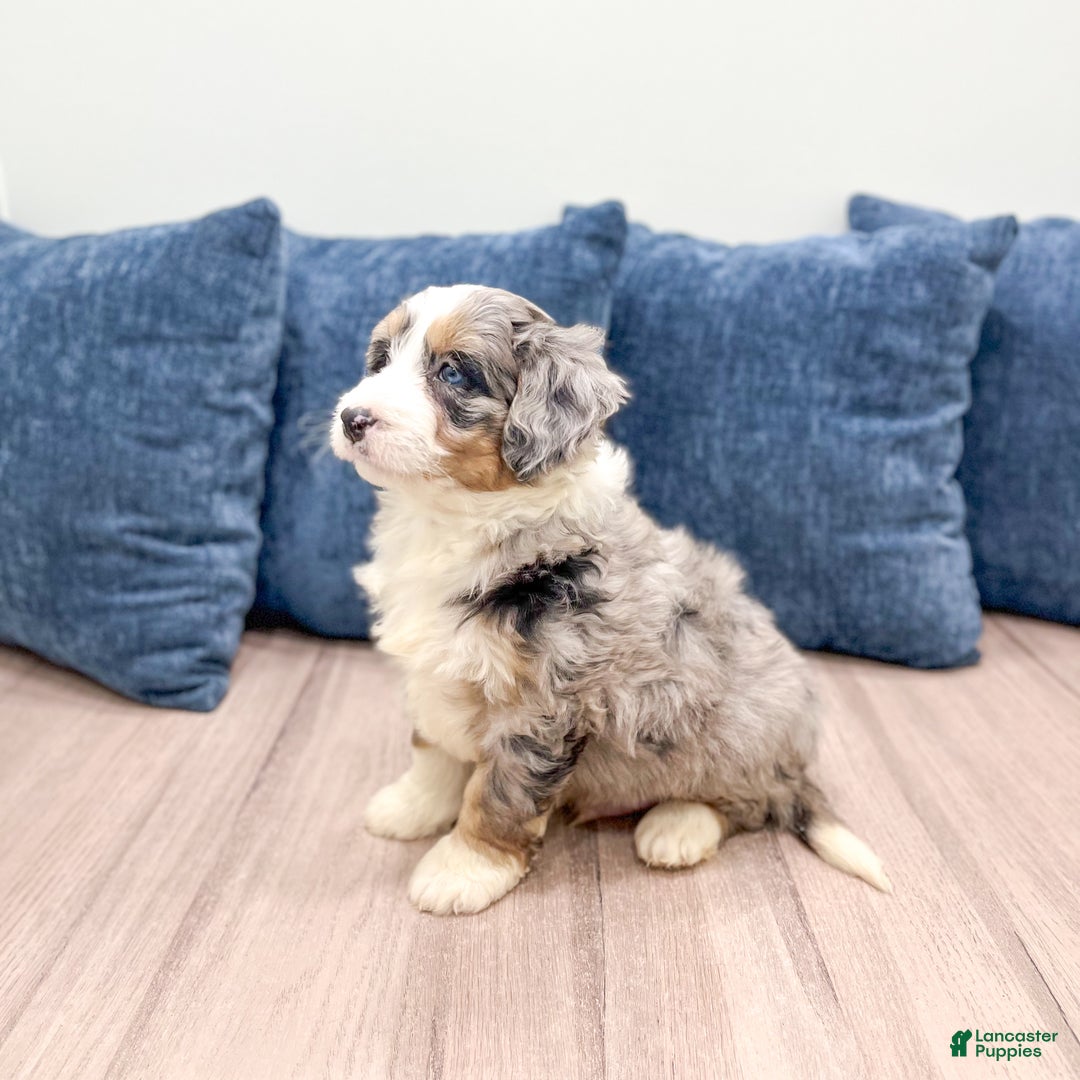 Mini Bernedoodle dogs for sale: Banjo - Ad 4