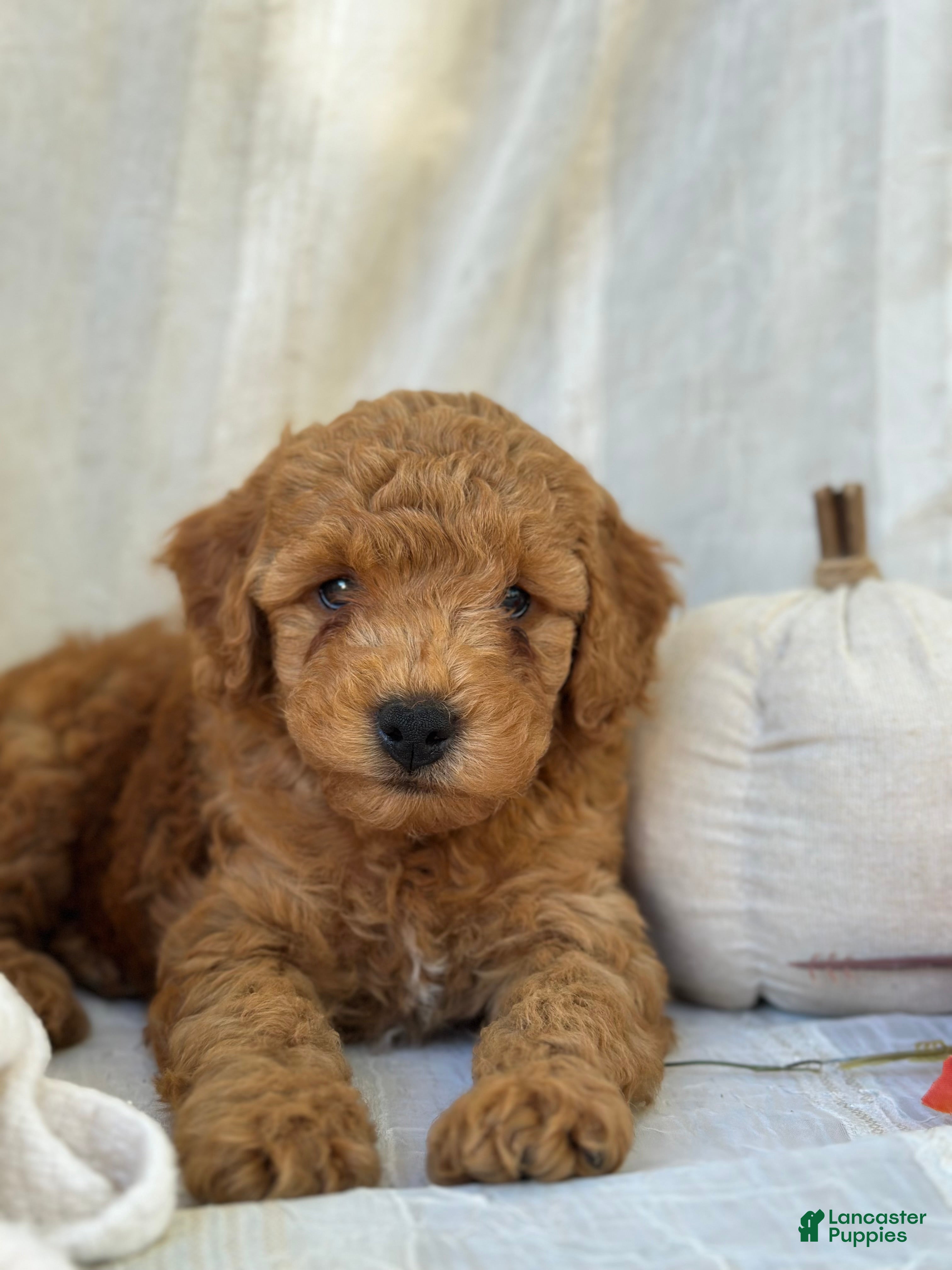Mini Goldendoodle dogs for sale: Mini Goldendoodle 1 - Ad 1