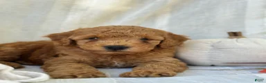 Mini Goldendoodle 1